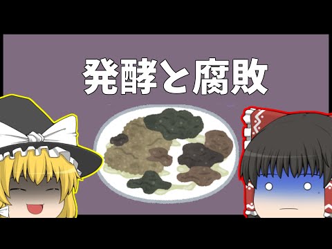 シマヤドカリ (Phaethornis striigularis)