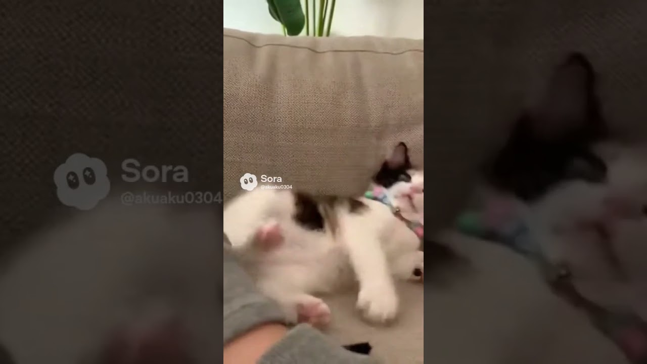 A cat addicted to smartphones📱