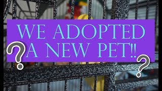 We Adopted A New Pet! | Indian Ringneck Parakeet