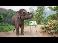 Elephant Suda Paints For Joe Rogan Get Your Own Painting Too