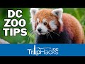 Tips for Visiting the National Zoo (Washington DC)