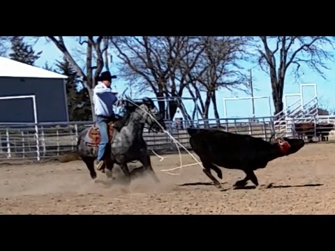 SR SMUDGEYS PLAY:  2009 Playgun / Triple Goldrush Mare