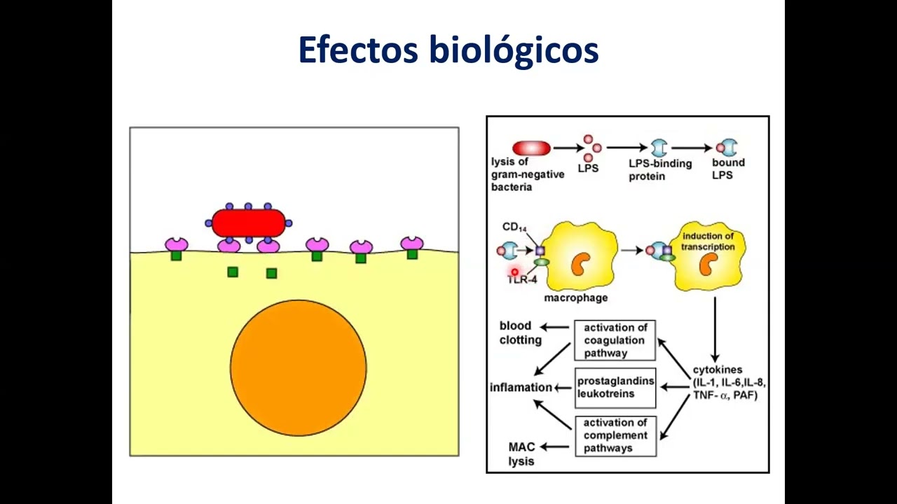 Receptores Toll y evasión de la respuesta inmune innata