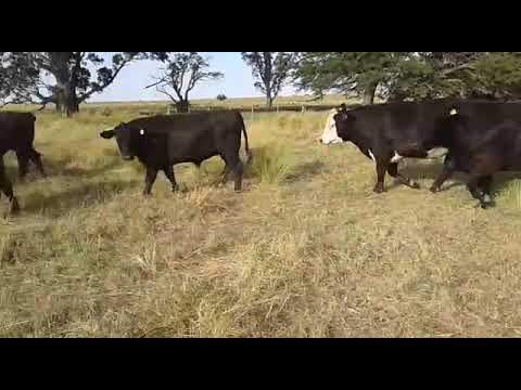 32 Novillos Exportación A.Angus y Cruza Británicos. 520 a 570 Kg. Gregorio Aberasturi SRL