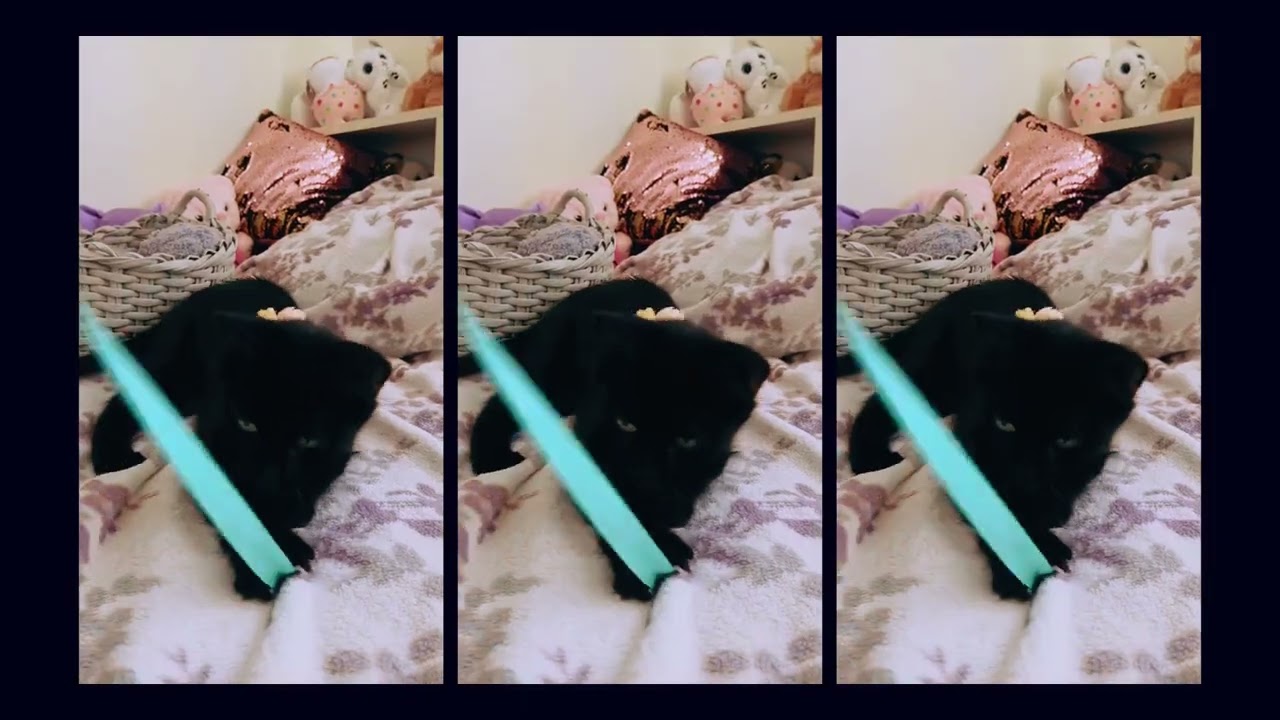 Enlarge Princess & Felix, a Adoptable mixed breed in Brooklyn, NY video 6/6