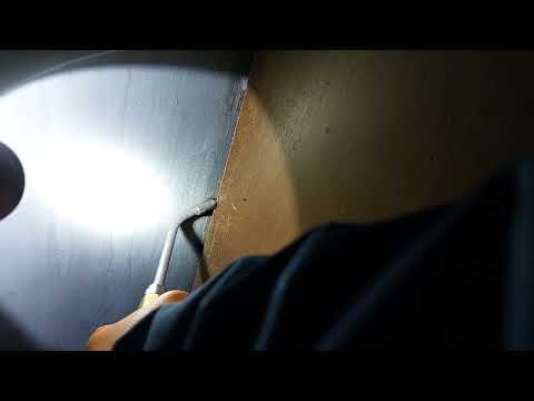 Cockroaches Running Around the Apartment in Holmdel, NJ