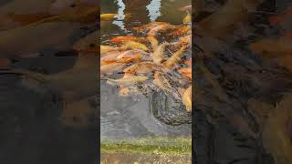 Download lagu ikan mas lucu mp3