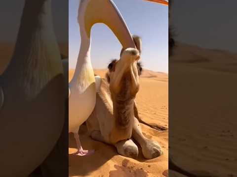 A moment from the wild.