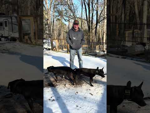 Bushwick Bill❌Bailyn; Linebreeding Kemo for the Future