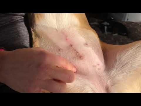 Post Op Canine Spay Advice. The veterinarians advice for monitoring your dogs spay incision.