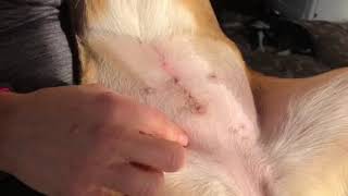 Post Op Canine Spay Advice. The veterinarians advice for monitoring your dogs spay incision.