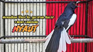 Download lagu Suara Burung Kacer Bikin Lawan Emosi Gacor, Pancingan Kacer Agar Cepat Emosi Gacor mp3