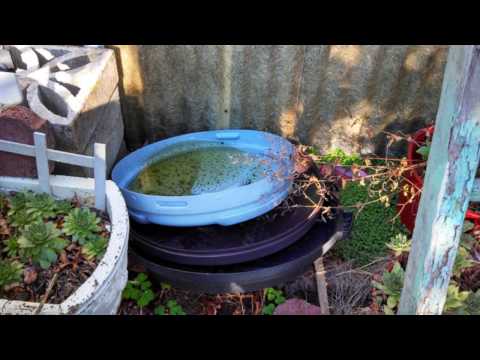 Dengue Symptoms and Prevention