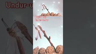 Download lagu Diluar Dugaan Wujud Asli Undur-undur #myrmeleon #hewanunik #animals #insects mp3