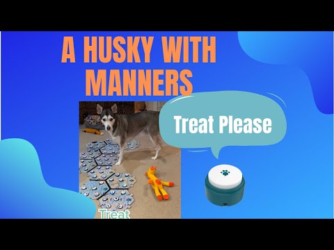 Do HUSKIES have MANNERS 🤯