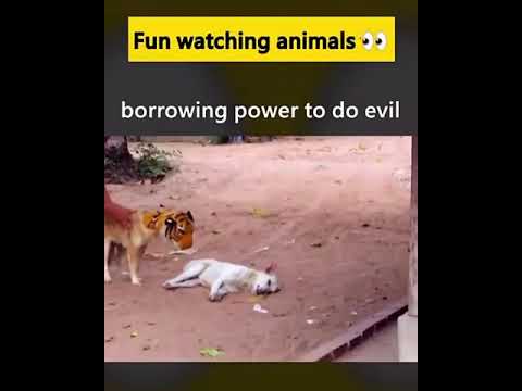 Funny lion Prank with dog #Shorts