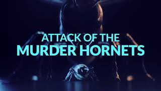 TRAILER // ATTACK OF THE MURDER HORNETS an Original Documentary Now On Discovery+