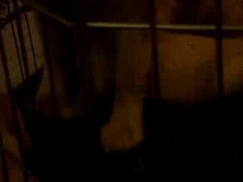 Odelia (More videos of my new puppy)