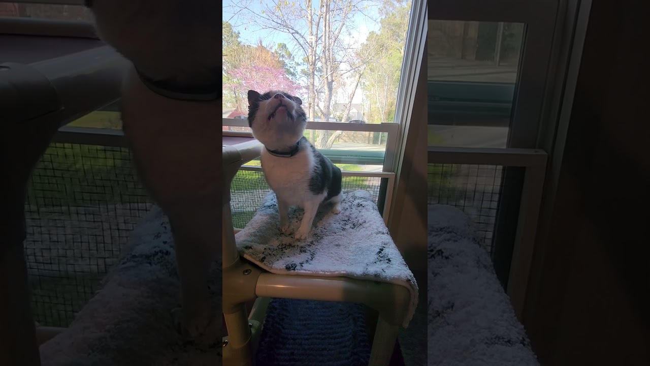 Enlarge Marty, a ADOPTABLE mixed breed in Hampstead, NC video 3/3