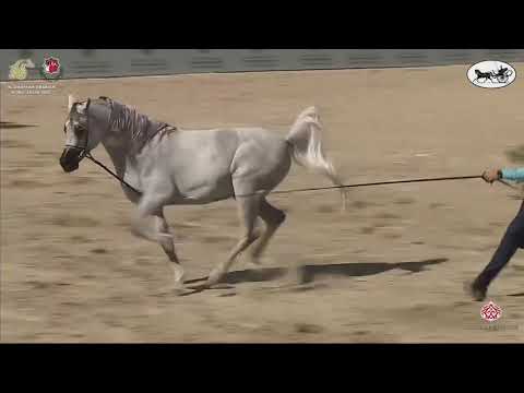 N 471 MURAD AL ZOBAIR   Al Dhafrah Arabian Horse Championship 2021   Stallions 7+ Years Old Class 10