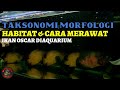 Ciri Morfologi Dan Klasifikasi Ikan Hias Oscar