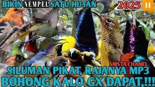 Download lagu SUARA PIKAT KOLIBRI RIBUT KOMBINASI BURUNG KEJEPIT RAJANYA PEMIKAT TERAMPUH@Smstachanel mp3