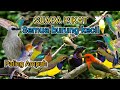 Suara Pikat Semua Burung Kecil Mp3 PALING AMPUH