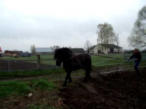 OGIER ZIMNOKRWISTY BASTION SPREŻYNOWANIE