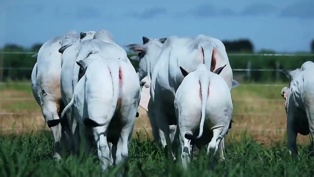 Vídeo Nelore Vera Cruz