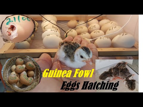 , title : 'Guinea Fowl Eggs Hatching | Incubating and Hatching Guinea Fowl Eggs | Guinea Fowl chick (keet)'