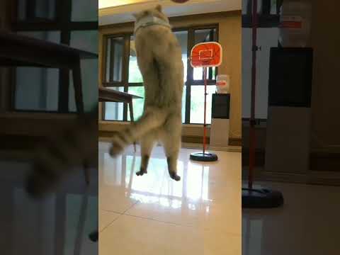 funny videos cats #shorts #ytshorts #ytshortviral