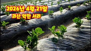감자밭 서리 약하게 내림 2026년 4월 충북 괴산 감물면 영상 1.2도