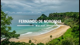 Fernando de Noronha | Paradise on earth