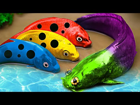 Stop Motion ASMR | Rescue The Colorful Carp From The Cuckoo Prison | Primitive Cooking @Coco