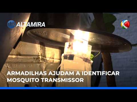 ARMADILHAS AJUDAM VITÓRIA DO XINGU NO PARÁ NO COMBATE À LEISHMANIOSE | SBT Altamira