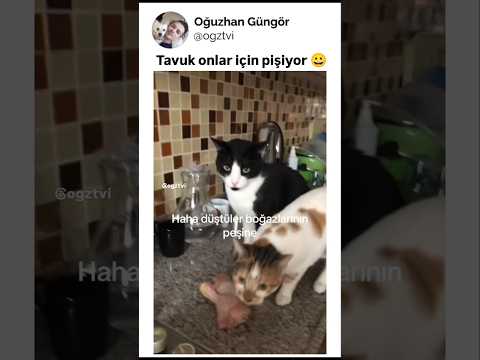 Sabırsız kediler