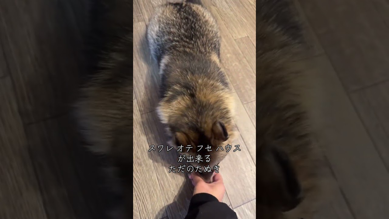 タヌキに芸を仕込んでみた結果