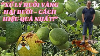 Mẹo Phối Thuốc Trị Ruồi Vàng Làm Thối Quả Bưởi – Nông Dân Nên Biết!