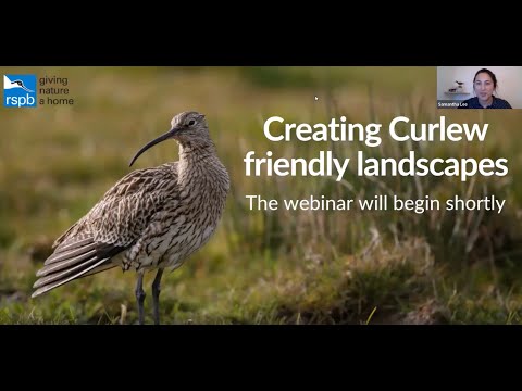 Celebrating the curlew in the uplands