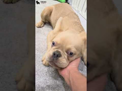 Video 1