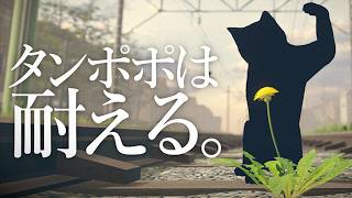 こんにちは タンポポです。