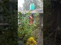 Shorts Barish ️ ️ ️ ️ ️ ️Today Megha Das ️