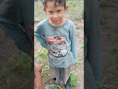 Plantio em Santa Luzia do Paruá