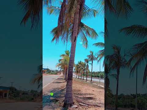 Aliança do Tocantins