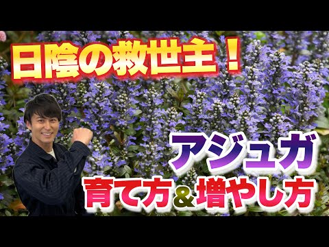 視界を遮るフェンスに設置されたクライマー