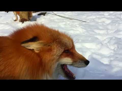 Foxes Making Funny and Cute Noises