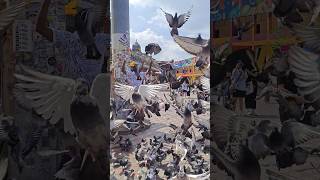 Download lagu #birds #travel #shorts #shortvideo #short mp3