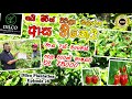 නයි මිරිස් වවලා බලන්න ආස හිතෙයි පර් 8ය�
