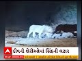 Lion spotted in Diu Lion rampage on the streets of Diu, see CCTV footage