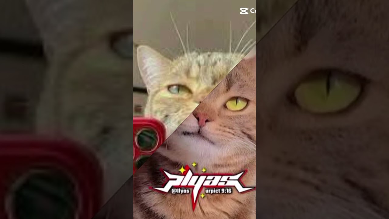 knp semua kucing pada kece bgt sih kan jadi keren